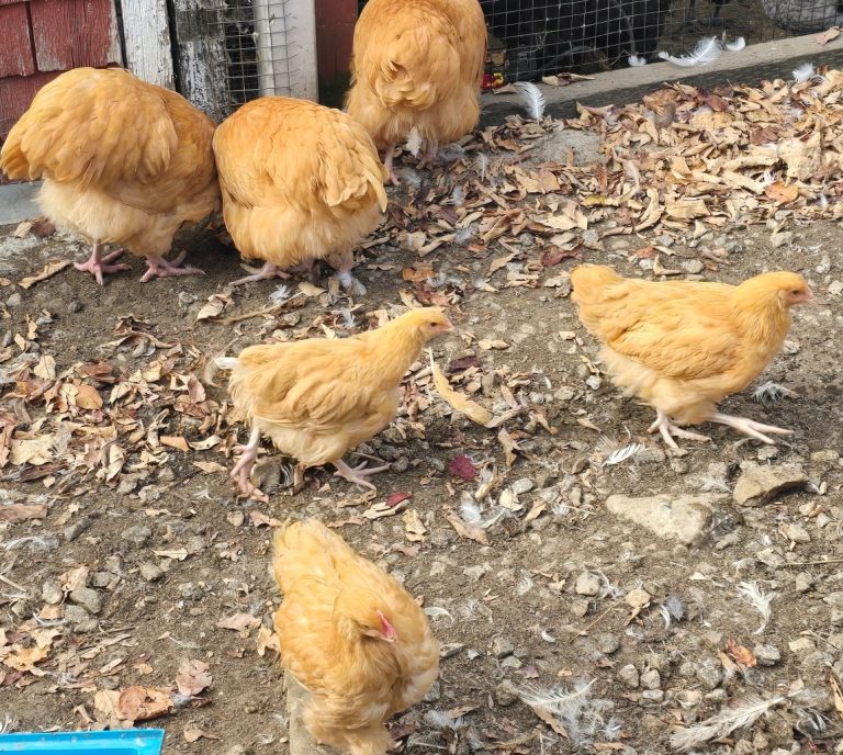 Buff Orpington Hen and Chicks